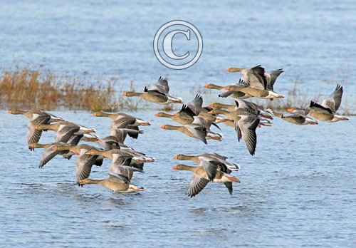 Greylag Geese in Flight DM1696
